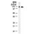 Western blot analysis of STAT2 on 10 ug/lane Jurkat cell lysate. Using STAT2 polyclonal antibody ( Cat # PAB0168 ) .
