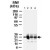 Western blot analysis of BCL2L1. Using BCL2L1 polyclonal antibody ( Cat # PAB0238 ) . Lane 1. lysates from isolated rat liver mitochondria. Lanes 2-4. rat brain tissue lysates : cortex ( lane 2 ) , basal ganglia ( lane 3 ) , and cerebellum ( lane 4 ) . The antibody detected BCL2L1 at ~30 kDa.