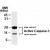 Western blot analysis of CASP7. Recombinant catalytically active CASP7 was western blotted with Active/Cleaved CASP7 polyclonal antibody ( Cat # PAB0245 ) . The antisera detected both the large and small subunits of active/cleaved CASP7.