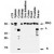 Western blot analysis of CASP9. Various tissue lysates were prepared from human autopsy material and normalized for total protein. Most tissues contained the ~50 kDa pro-CASP9 protein. Cleaved CASP9 was identified in brain cortex and peripheral nerve tissue samples. Pro-C9 : recombinant human pro-CASP9 ( full-length ) protein. PRO : pro-CASP9. L : large subunit of cleaved CASP9. S : small subunit of cleaved CASP9.
