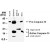 Western blot analysis of CASP14. Tissue lysates ( 50 ug/lane ) and recombinant human CASP14 were ( Hu C14, 15 ng ) were western blotted with CASP14 polyclonal antibody ( Cat # PAB0250 ) at 1 : 2000. The antisera detected both the proform of CASP14, and the large and small subunits of active/cleaved CASP14.