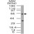 Western blot analysis of SODD in HeLa cell lysate using BAG4 polyclonal antibody ( Cat # PAB0383 ) at 0.5 µg/ml.