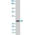 The YWHAE (phospho S58) polyclonal antibody ( Cat # PAB0394 ) is used in Western blot to detect YWHAE in HL-60 cell lysate.