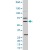 Western blot analysis of AKT1 (phospho S124) polyclonal antibody ( Cat # PAB0402 ) in A-375 cell line lysate. AKT1 ( arrow ) was detected using the purified polyclonal antibody.
