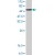 Western blot analysis of STAT1 (phospho S727) polyclonal antibody ( Cat # PAB0613 ) in mouse brain tissue lysate ( 35 µg/lane ). Phospho-STAT1 ( arrow ) was detected using the purified polyclonal antibody ( 1 : 80 dilution ).