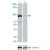 The STAT3 (phospho S727) polyclonal antibody ( Cat # PAB0615 ) is used in western blot to detect Ser727-phosphorylated STAT3 in mouse liver tissue lysates collected before ( - ) or after ( + ) stimulation obtained by IL-6 injection in mouse portal vein. Data is kindly provided by Drs. E. Bard-Chapeau and G-S. Feng from the Burnham Institute ( La Jolla, CA ).