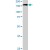 STAT5A (phospho Y694) polyclonal antibody ( Cat # PAB0621 ). Western blot analysis of STAT5A expression in HeLa.
