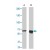 Western blot analysis of AKT1 polyclonal antibody ( Cat # PAB0858 ) in A-431 ( A ) and NIH/3T3 ( B ) whole cell lysates.