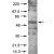Immunoblotting of AKT1 (phospho S473) polyclonal antibody ( Cat # PAB10323 ) was used at a 1:200 dilution to detect phosphorylated AKT1 by Western blot. A nuclear extract from cells infected with adenovirus expressing nuclear-targeted AKT1 kinase was used.