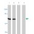 Western blot analysis using BAG4 polyclonal antibody ( Cat # PAB10362 ) on HeLa (lanes 1, 3) and THP-1 (lanes 2, 4) whole cell lysates in the absense (lanes 1, 2) and presense (lanes 3, 4) of blocking peptide.