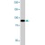 Western blotting of NIH/3T3 cells stimulated with 50 ng/mL PDGF for 5 minutes. Using 0.50 µg/mL Stat1 polyclonal antibody ( Cat # PAB10388 ).