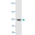 Western blot detection of P2RY2. In 20 ug of human brain tissue lysate with P2RY2 polyclonal antibody ( Cat # PAB1118 ) at 1 : 1000 dilution followed by AP - conjugated secondary at 1 : 5000 dilution.