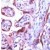Immunohistochemical staining of CASP1 on formalin fixed, paraffin embedded human placenta with CASP1 polyclonal antibody.