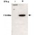 Western blot using STAT2 (phospho Y690) polyclonal antibody ( Cat # PAB11305 ) shows detection of STAT2 pY690 protein ( arrowhead ) in Jurkat cells without ( left lane ) and with ( right lane ) 1000 U/mL of IFN-alpha for 15 min at 37°C.
The primary antibody was used at 1 : 1,000.
Personal Communication, A.Gamero, NCI, Bethesda, MD.