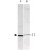 Western blot using S100A1/S100B polyclonal antibody ( Cat # PAB11341 ) shows detection of a band ~11 kDa corresponding to bovine S100A1/S100B monomer ( 100 ng loaded, arrowhead lane 1 ).
The antibody also detects S100A1/S100B from rat brain lysate ( lane 2 ). Approximately 35 µg of a rat brain whole cell lysate was separated by 16% SDS-PAGE and transferred onto nitrocellulose.