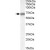 ABCD4 polyclonal antibody ( Cat # PAB11482 ) ( 0.3 µg/ml ) staining of Jurkat lysate ( 35 µg protein in RIPA buffer ). Primary incubation was 1 hour. Detected with chemiluminescence.