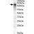 ABCC11 polyclonal antibody ( Cat # PAB11553 ) ( 0.5 µg/ml ) staining of human breast lysate ( 35 µg protein in RIPA buffer ). Primary incubation was 1 hour. Detected by chemiluminescence.