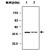 Immunoblot analysis of cell lysates. Lane 1 : Jurkat T cell lysate. Lane 2 : HuT78 cell lysate.