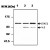 Immunoblot analysis of cell lysates. Lane 1 : HeLa cell lysate. Lane 2 : K-562 cell lysate. Lane 3 : A-431 cell lysate. N.S: Non specific band.