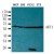 Western blot analysis of extracts from NIH/3T3, PC-12, 293 and MCF-7 cells using AKT1 polyclonal antibody ( Cat # PAB12226 ).