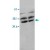 Western Blot analysis of PPP2CA expression from rat kidney tissue lyate with PPP2CA polyclonal antibody ( Cat # PAB12283 ).