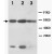 Western Blot analysis of KRT8 expression from cell extracts with KRT8 polyclonal antibody ( Cat # PAB12326 ).
Lane 1 : HeLa whole cell lysate.
Lane 2 : HT1080 whole cell lysate.
Lane 3 : Colo 320 whole cell lysate.