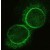 Immunofluorescence staining of SYNE1 in C2C12 myoblast using SYNE1 polyclonal antibody ( Cat # PAB12365 ).
