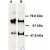 Human ABCE1 detected in immunoprecipitated samples using ABCE1 polyclonal antibody ( Cat #PAB12561 ). Lane 1 : HeLa cell lysates, Lane 2 : HEK 293 cell lysates.