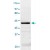 The cell lysate derived from HeLa was immunoblotted by AKT3 polyclonal antibody ( Cat # PAB12652 ) at 1 : 500.