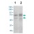 The protein derived from the LoVo whole cell lysate ( lane 1 ) or the concentrated serum free culture medium of LoVo were resolved onto 10% SDS-PAGE, transferred to NC membrane, followed by an immunoblotting with MMP2 polyclonal antibody ( Cat # PAB12711 ) at 1 : 1000.