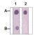 Dot Blot : 1 µg peptide was blot onto NC membrane.
A : STAT1 ( pY701, Phospho-specific ).
B : STAT1 ( Paired Y701, Non phospho-speicfic ).
Followed were blotted at a 1 : 2000 dilution by :
1 : STAT1 polyclonal antibody ( Cat # PAB12783 ).
2 : STAT1 ( phospho Y701 ) polyclonal antibody ( Cat # PAB12752 ).