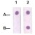 Dot Blot : 1 µg peptide was blot onto NC membrane.
A : STAT3 ( pY705, Phospho-specific ).
B : STAT3 ( Paired Y705, Non phosphospeicfic ).
Followed were blotted at a 1 : 2000 dilution by :
1. STAT3 ( phospho Y705 ) polyclonal antibody ( Cat # PAB12754 ).
2. Rabbit anti-STAT3 ( Paired Y705 ).