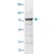 The tissue lysate derived from mouse liver was immunoblotted by STAT1 polyclonal antibody ( Cat # PAB12782 ) at 1 : 500.