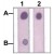 Dot Blo t: 1 µg peptide was blot onto NC membrane.
A : STAT1 ( pY701 ) ( Phosphospecific )
B : STAT1 ( PairedY701 ) ( Non phosphospeicfic )
were blotted at a 1 : 2000 dilution by :
1 : STAT1 polyclonal antibody ( Cat # PAB12783 ),
2 : Phospho-STAT1 Y701 polyclonal antibody ( Cat # PAB12752 ).