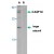 Western blot analysis of CASP14 in Jurkat cell lysate in the ( A ) absence or ( B ) presence of blocking peptide with CASP14 polyclonal antibody ( Cat # PAB12873 ) at 1 µg/ml.