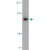 Western blot analysis of BBC3 expression in K-562 cell lysate with BBC3 polyclonal antibody ( Cat # PAB13106 ) at 2 µg /ml.