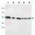 Western blot analysis of whole cell lysates with AKT1/AKT2 polyclonal antibody ( Cat # PAB13677 ).
Lane 1 : MCF-7.
Lane 2 : HeLa.
Lane 3 : HT-1080.
Lane 4 : Colo 320.