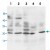 Western blot analysis of whole cell lysates with APOA1 polyclonal antibody ( Cat # PAB13679 ).
Lane 1 : MCF-7.
Lane 2 : HeLa.
Lane 3 : MM453.
Lane 4 : Smmc.
Lane 5 : HT-1080.