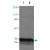 Western blot analysis of YWHAQ expression in HeLa ( Lane 1 ) and Jurkat ( Lane 2 ) whole cell lysates. Using YWHAQ polyclonal antibody ( Cat # PAB14303 ).