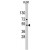 Western blot analysis of ACTB/ACTC1 polyclonal antibody ( Cat # PAB3161 ) in HL-60 cell line lysates ( 35 µg/lane ) . ACTB/ACTC1 ( arrow ) was detected using the purified polyclonal antibody ( 1 : 60 dilution ) .