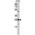Western blot analysis of YWHAZ polyclonal antibody ( Cat # PAB4028 ) in A-375 cell lysate ( 35 µg/lane ) . YWHAZ ( arrow ) was detected using the purified polyclonal antibody ( 1 : 60 dilution ) .