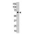 The MMP14 polyclonal antibody ( Cat # PAB4782 ) is used in Western blot to detect MMP14 in A-375 cell lysate.