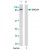 Western blot analysis of extract from HeLa cells using STAT5A polyclonal antibody ( Cat # PAB5593 ) .