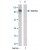 Western blot analysis of extract from HeLa cells using STAT5A polyclonal antibody ( Cat # PAB5594 ) .