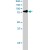 STAT3 polyclonal antibody ( Cat # PAB6030 ) staining ( 0.5 µg/ml ) of A-431 lysate ( RIPA buffer, 30 µg total protein per lane ) . Primary incubated for 1 hour. Detected by western blot using chemiluminescence.