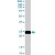 BAG2 polyclonal antibody ( Cat # PAB6054 ) staining ( 0.3 µg/ml ) of HeLa lysate ( 35 µg protein in RIPA buffer ) . Primary incubation was 1 hour. Detected by chemiluminescence.
