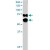 PPP2R5D polyclonal antibody ( Cat # PAB6072 ) staining ( 2 µg/ml ) of 293 lysate ( RIPA buffer, 30 µg total protein per lane ) . Primary incubated for 1 hour. Detected by western blot using chemiluminescence.