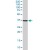 HSD11B1 polyclonal antibody ( Cat # PAB6723 ) ( 0.3 µg/ml ) staining of human liver lysate ( 35 µg protein in RIPA buffer ) . Primary incubation was 1 hour. Detected by chemiluminescence.