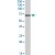 ABCE1 polyclonal antibody ( Cat # PAB6847 ) ( 0.3 µg/ml ) staining of A-431 lysate ( 35 µg protein in RIPA buffer ) . Primary incubation was 1 hour. Detected by chemiluminescence.