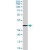 MMP7 polyclonal antibody ( Cat # PAB6849 ) ( 0.03 µg/ml ) staining of human breast lysate ( 35 µg protein in RIPA buffer ) . Primary incubation was 1 hour. Detected by chemiluminescence.